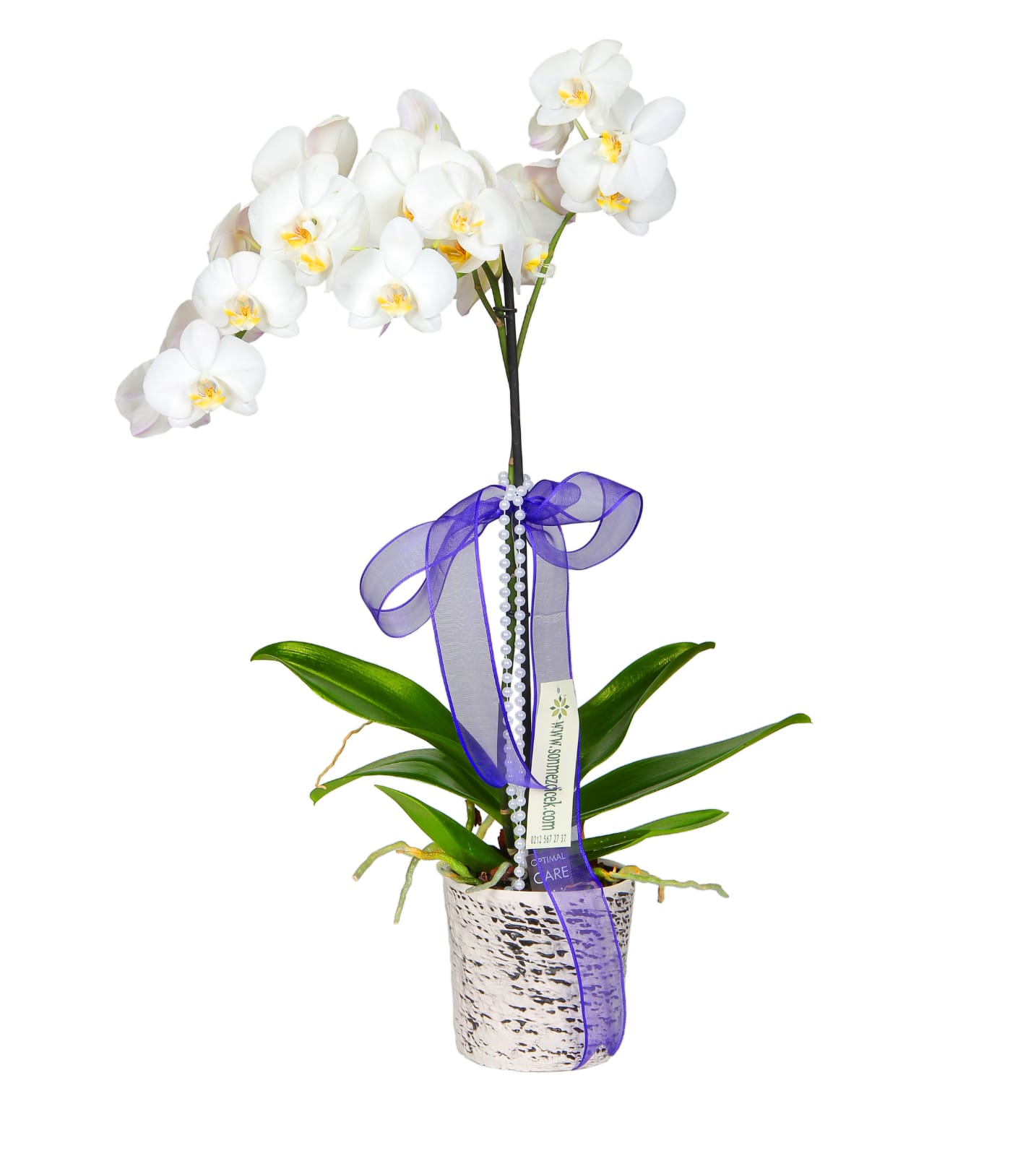Beyaz Orkide Sipariþi